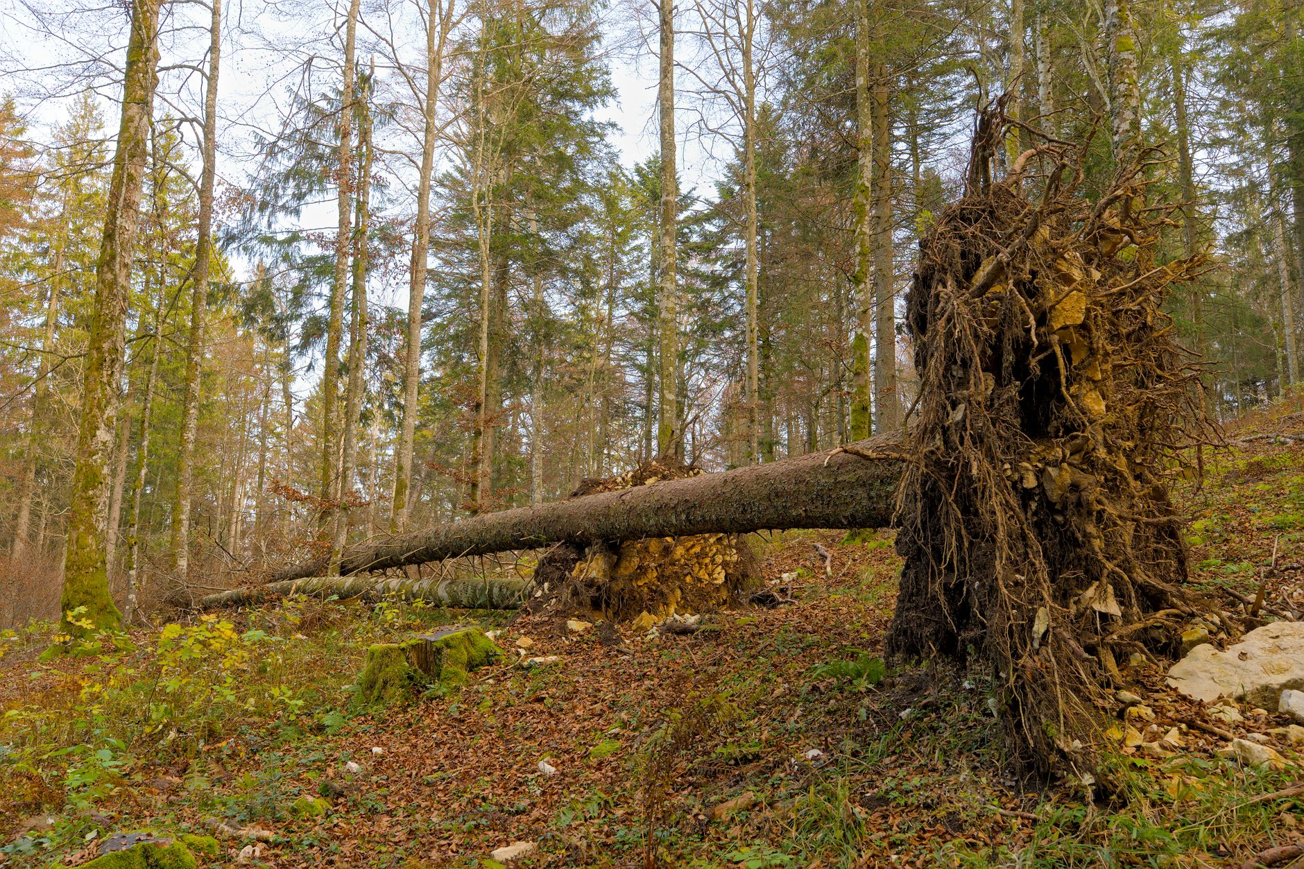 Enlèvement arbre urgence à Annecy